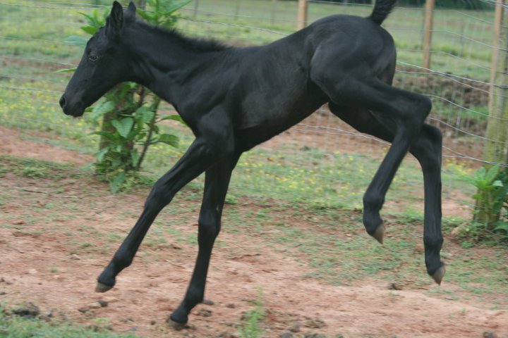 Black colt and mom, Lady