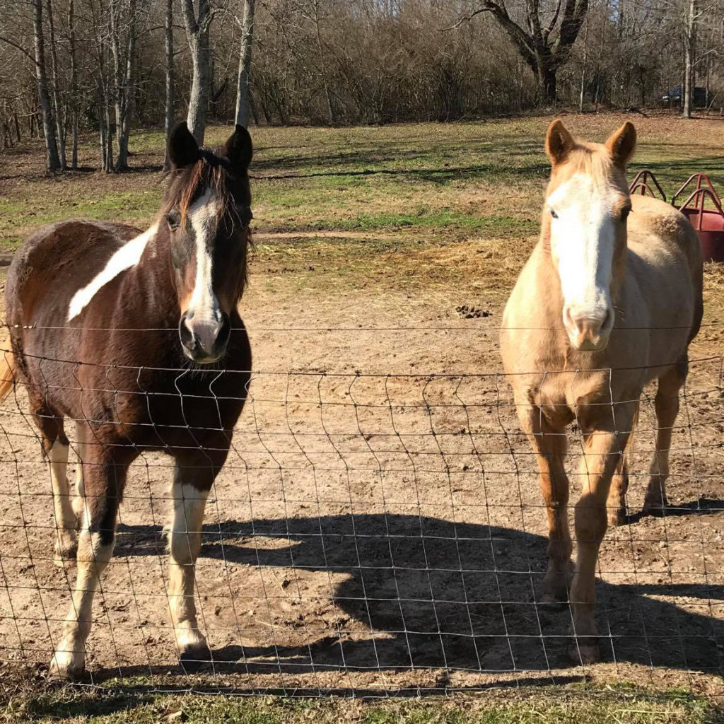 Bearfoot Ranch has two new horses
