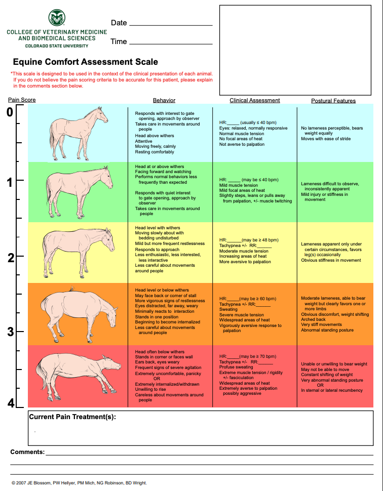 Featured image for “How Do You Know If Your Horse Is In Pain?”
