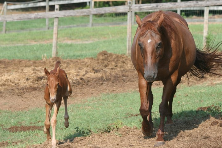 duchess-and-foal-juliette-2011