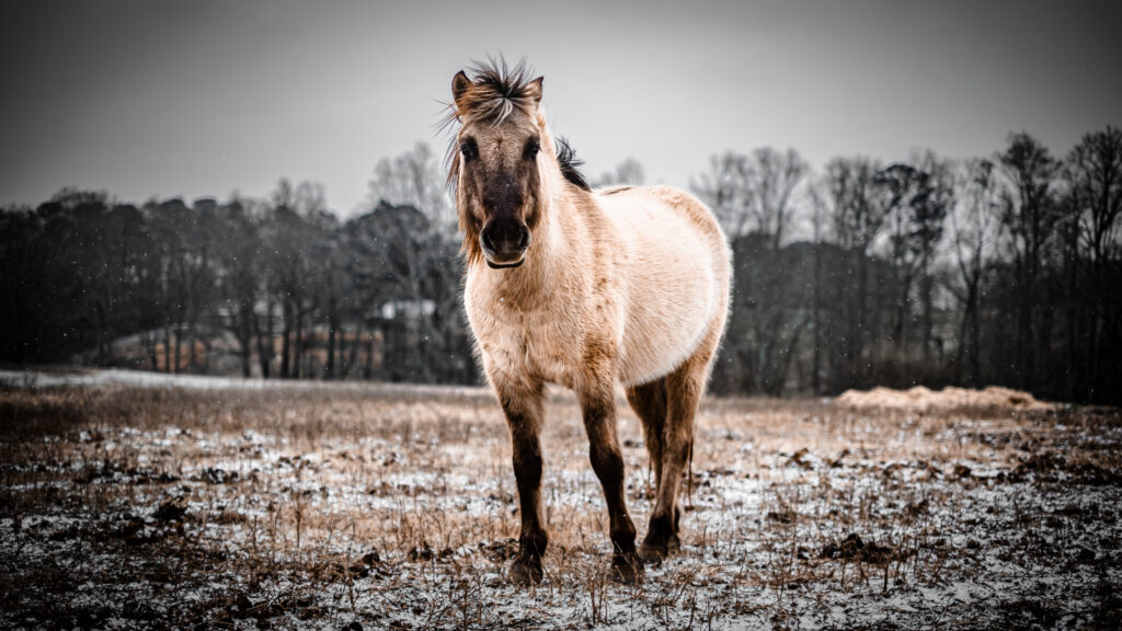 tarpan-horses-bearfoot-ranch