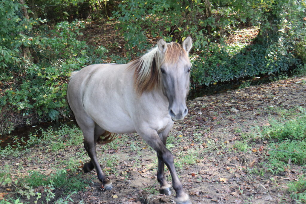 tarpan-horses-bearfoot-ranch