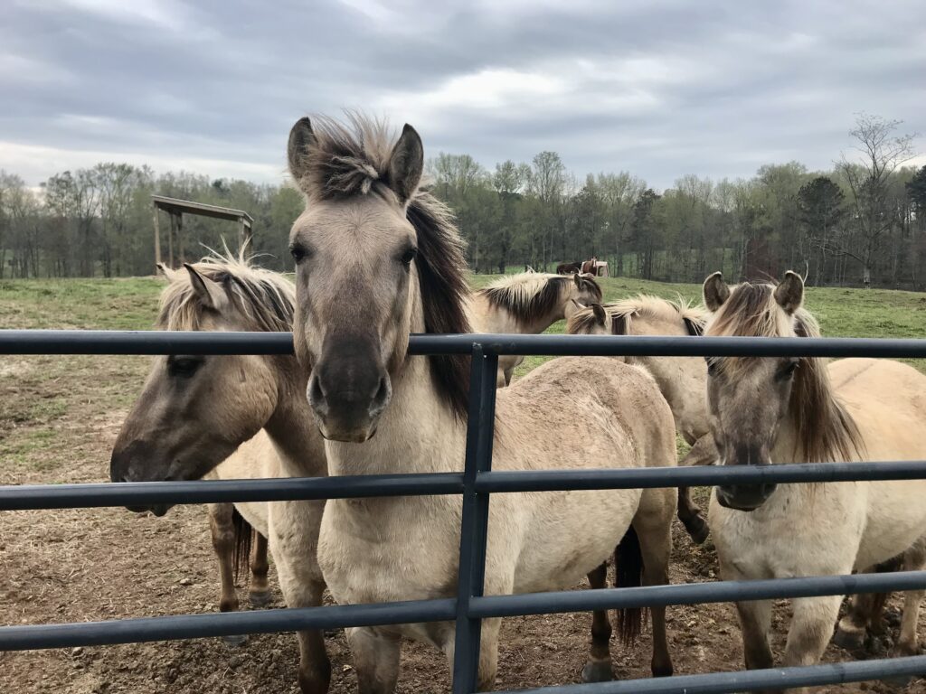 tarpan-horses-bearfoot-ranch