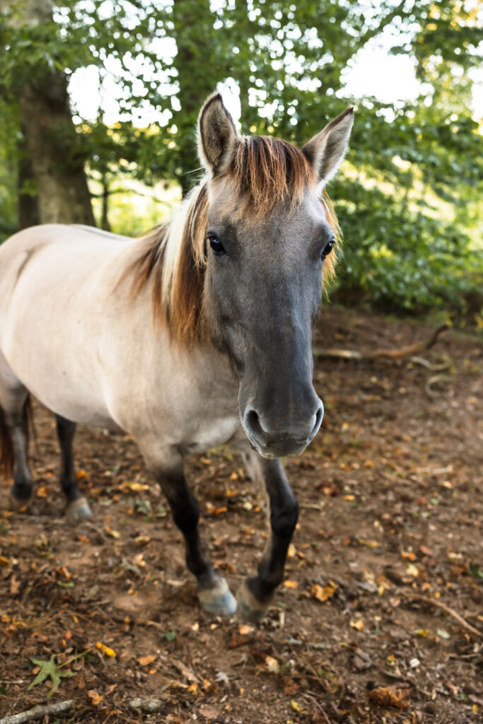 tarpan-horses-bearfoot-ranch