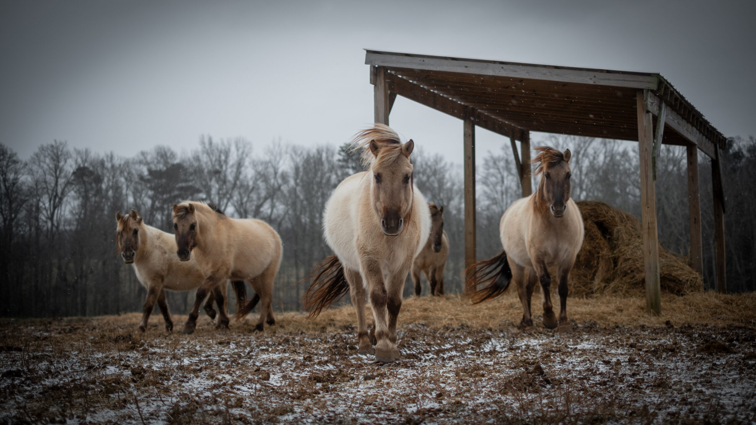 tarpan-horses-bearfoot-ranch
