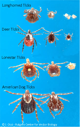 Featured image for “Tick Talk”