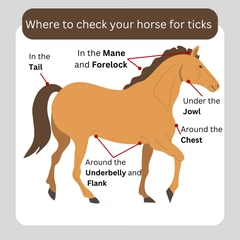 where_to_look_for_ticks_on_horses