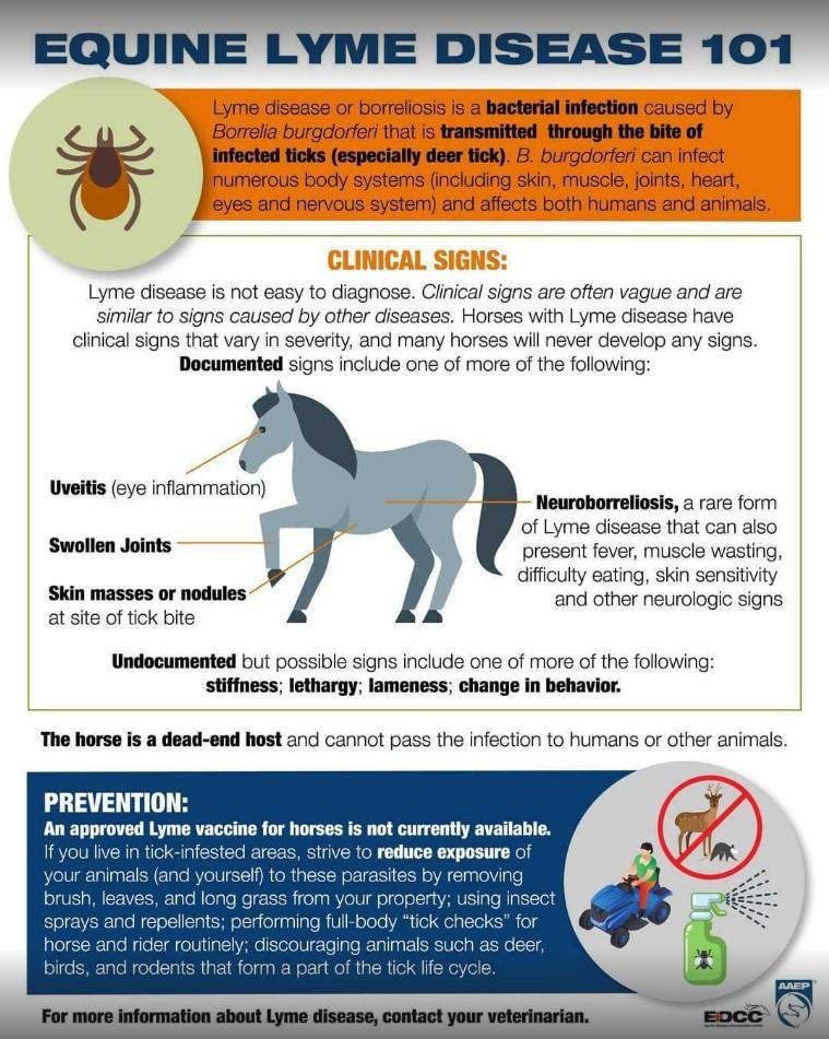 horse_tick_lyme_disease