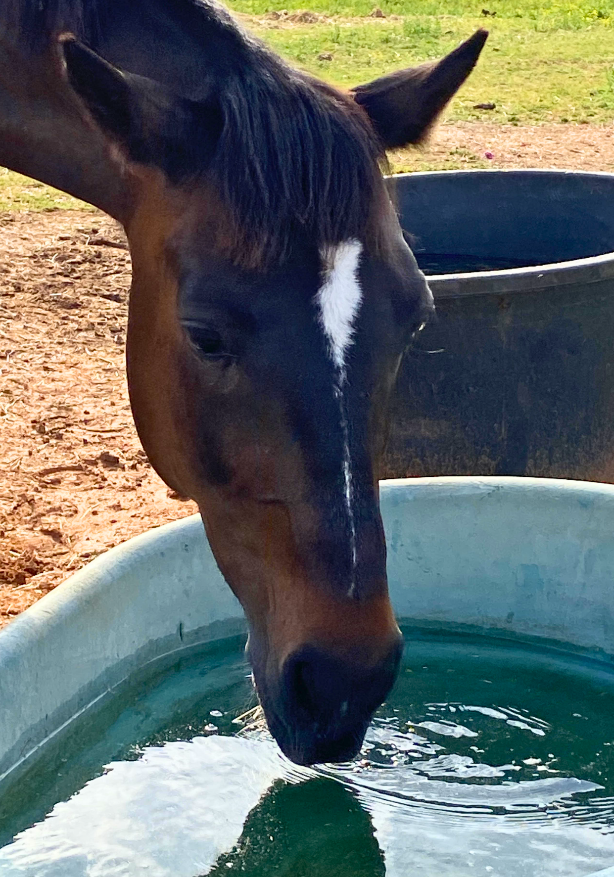 Featured image for “Keeping Your Herd Cool: Navigating Heat Stress and Heat Stroke in Horses”